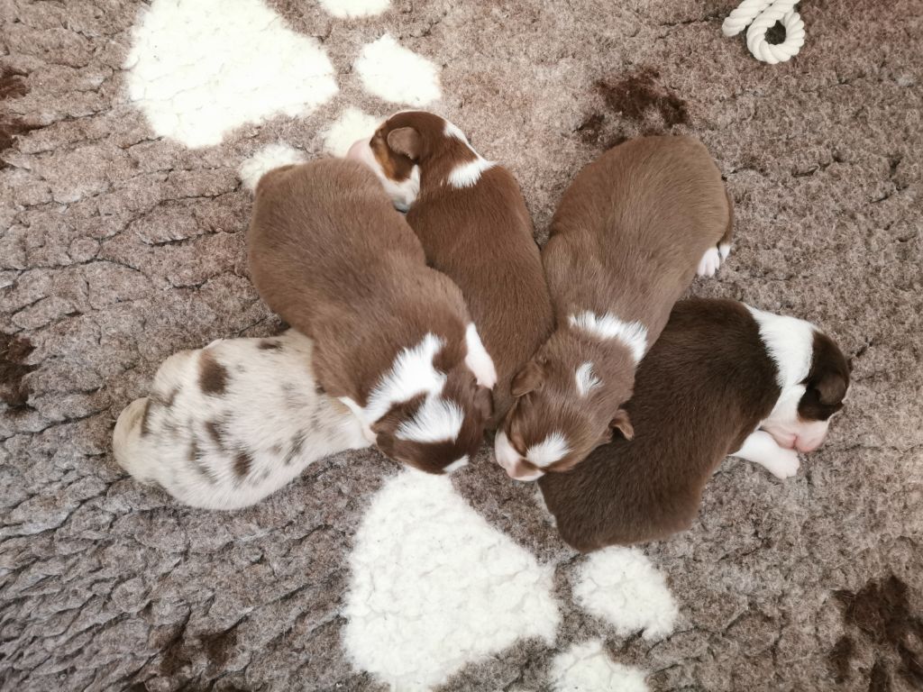 Chiot Berger Australien du Rêve à la Divine Passion